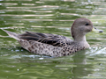 Yellow-billed Pintail